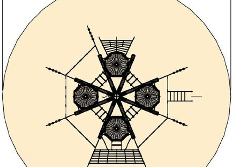 Vogelnestboom 4